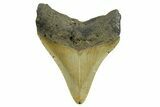 Serrated, Fossil Megalodon Tooth - North Carolina #298846-1